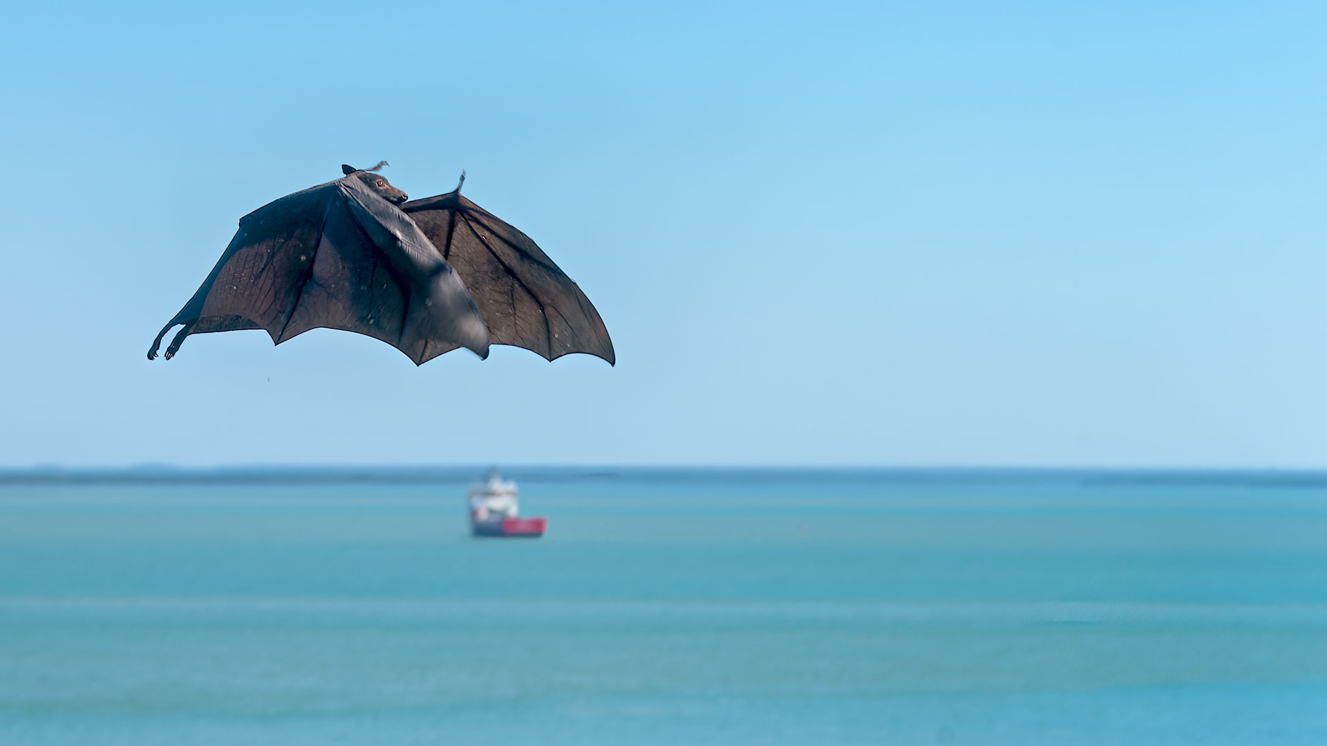 Darwin - Bicentennial Park - Flughunde